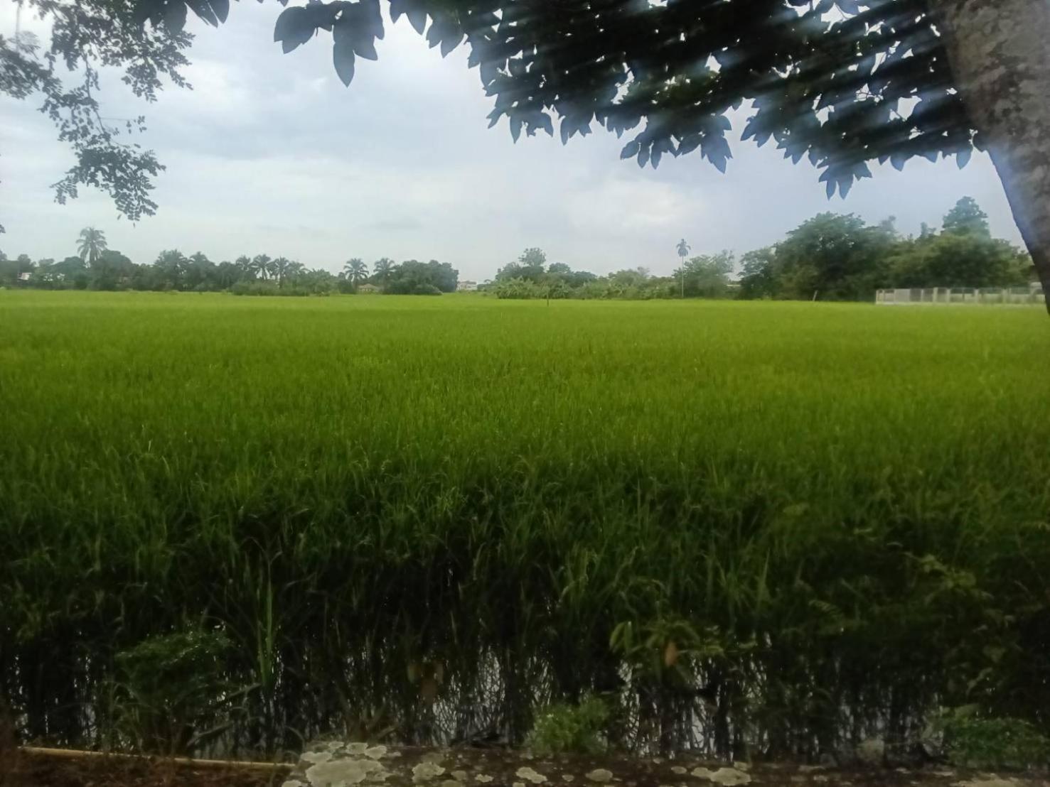 Tung Tong Homestay & Camping Mae Rim Ngoại thất bức ảnh