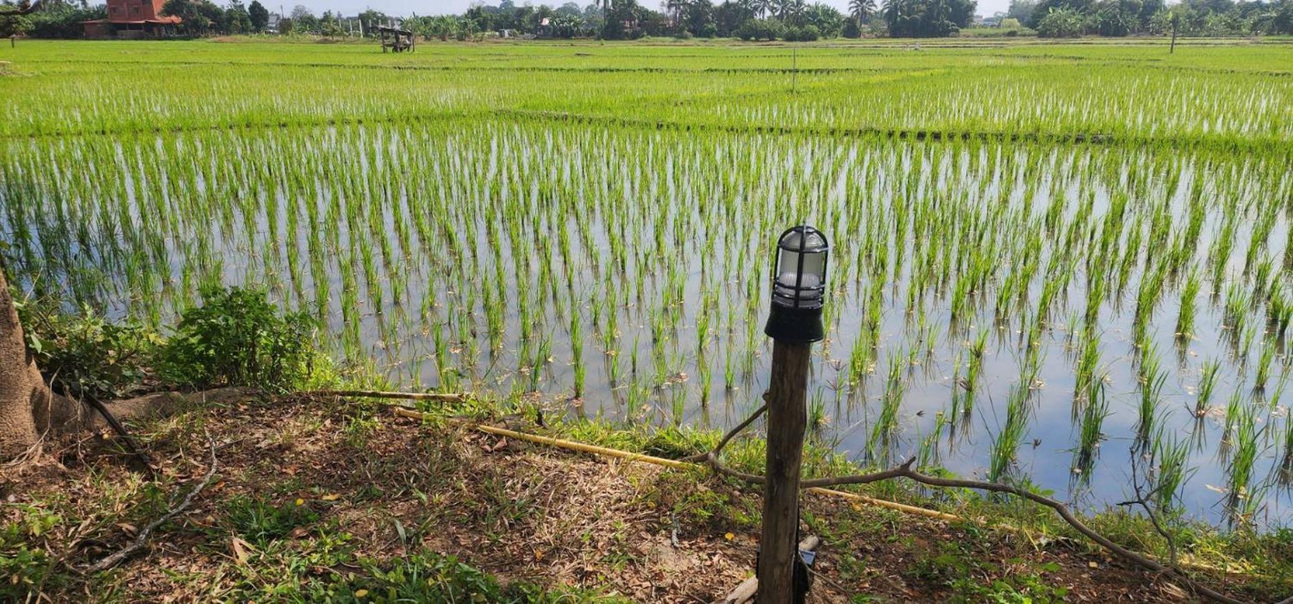 Tung Tong Homestay & Camping Mae Rim Ngoại thất bức ảnh