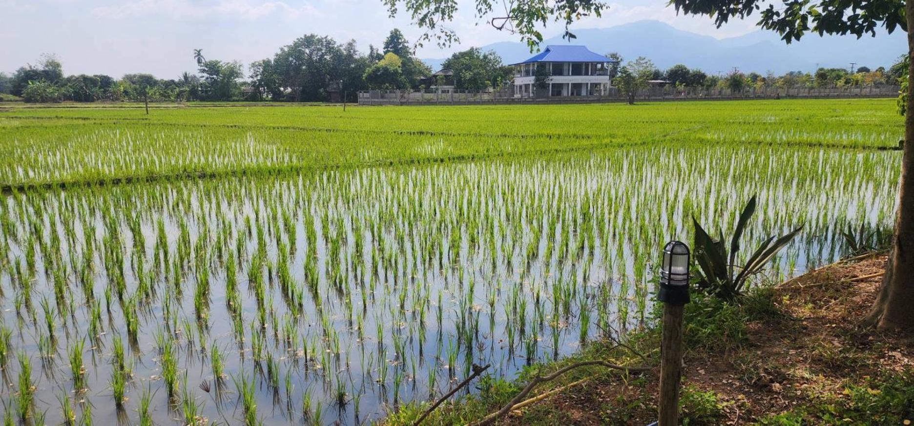 Tung Tong Homestay & Camping Mae Rim Ngoại thất bức ảnh