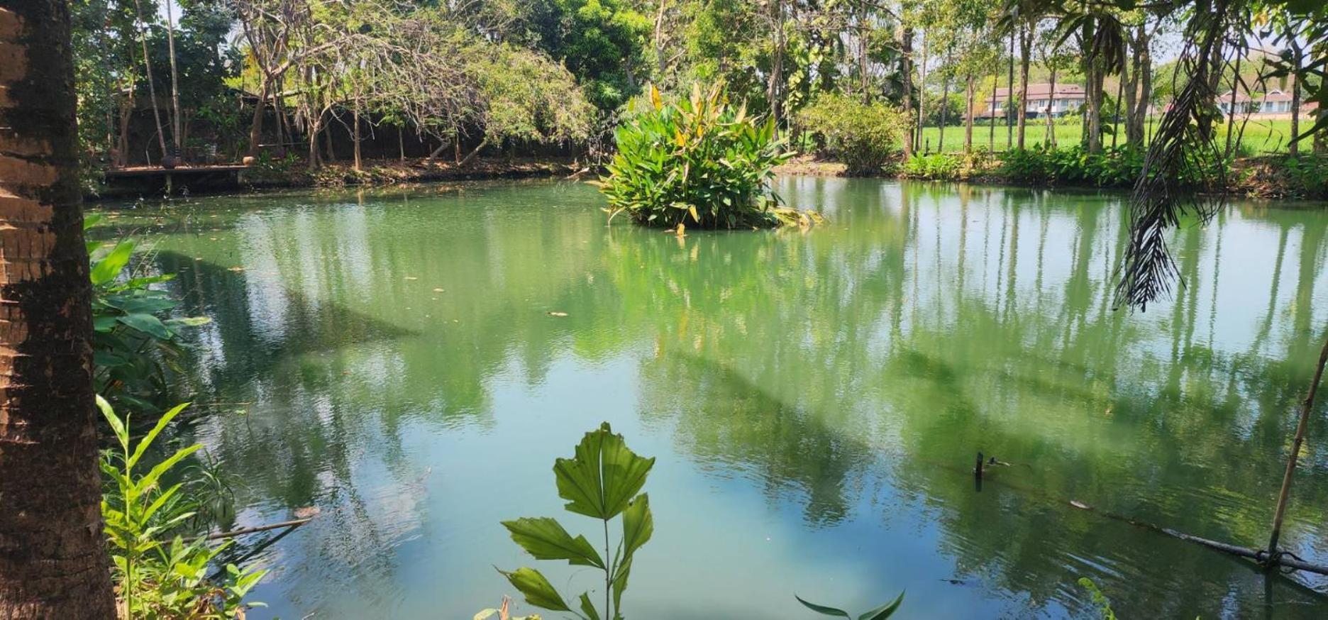 Tung Tong Homestay & Camping Mae Rim Ngoại thất bức ảnh