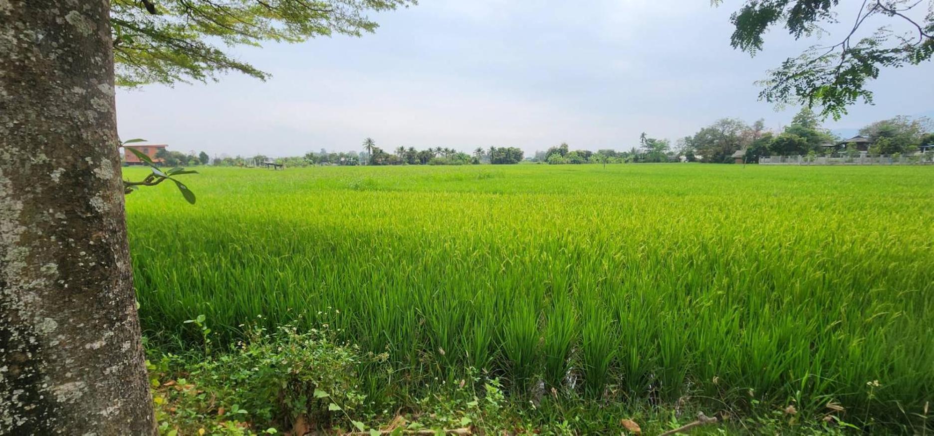 Tung Tong Homestay & Camping Mae Rim Ngoại thất bức ảnh